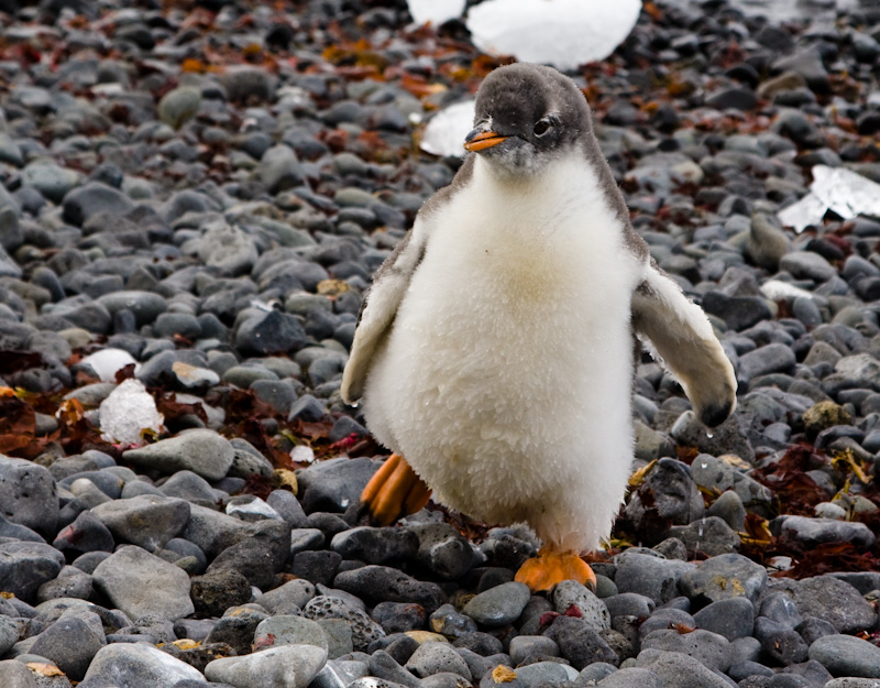 Juvenile Gentoo Penguin On Beach